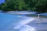 A Crane on a Maldives Beach 3:2