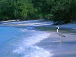 A Crane on a Maldives Beach 4:3