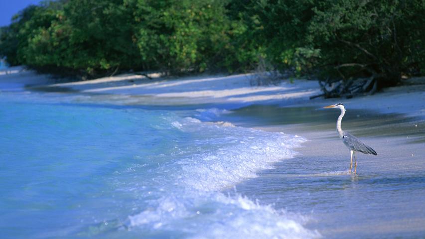 A Crane on a Maldives Beach 16:9