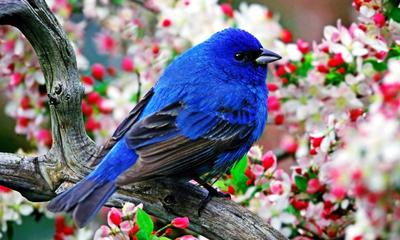 Blue-and-Black Tanager Amonst Floral Blooms 5:3