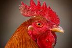 Chicken Head Close Up Wallpaper 3:2