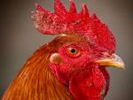 Chicken Head Close Up Wallpaper 4:3