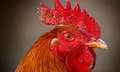 Chicken Head Close Up Wallpaper 5:3