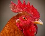 Chicken Head Close Up Wallpaper 5:4