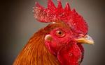 Chicken Head Close Up Wallpaper 8:5