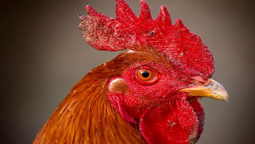 Chicken Head Close Up Wallpaper 16:9