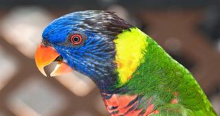 Rainbow Lorikeet Parrot Close Up 17:9