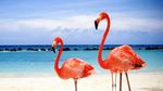 Red Flamingos on a Maldives Beach 16:9