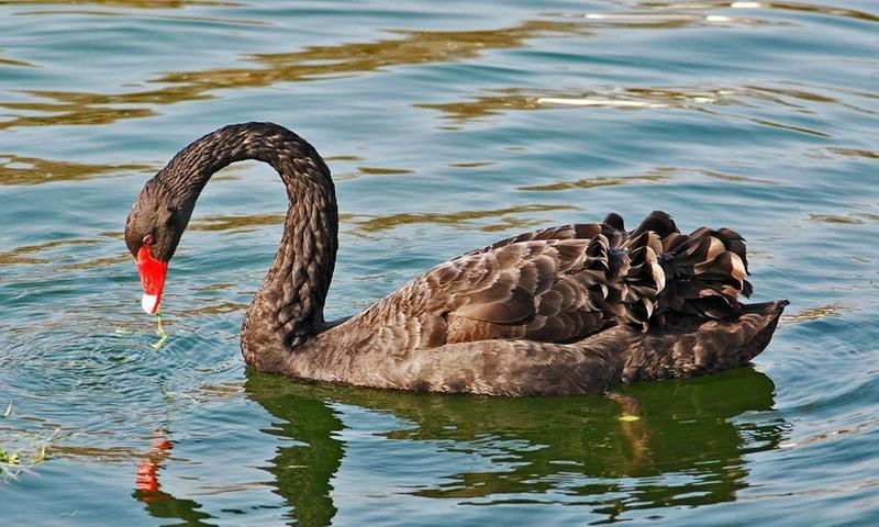 Swan on the Water 5:3