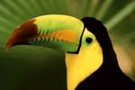 Toucan Close Up Image 3:2