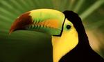 Toucan Close Up Image 5:3