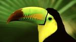Toucan Close Up Image 16:9