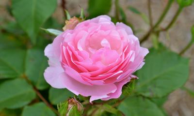 Pink Rose in Gippsland 5:3