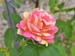 Pink and Yellow Varigated Rose in Gippsland 4:3