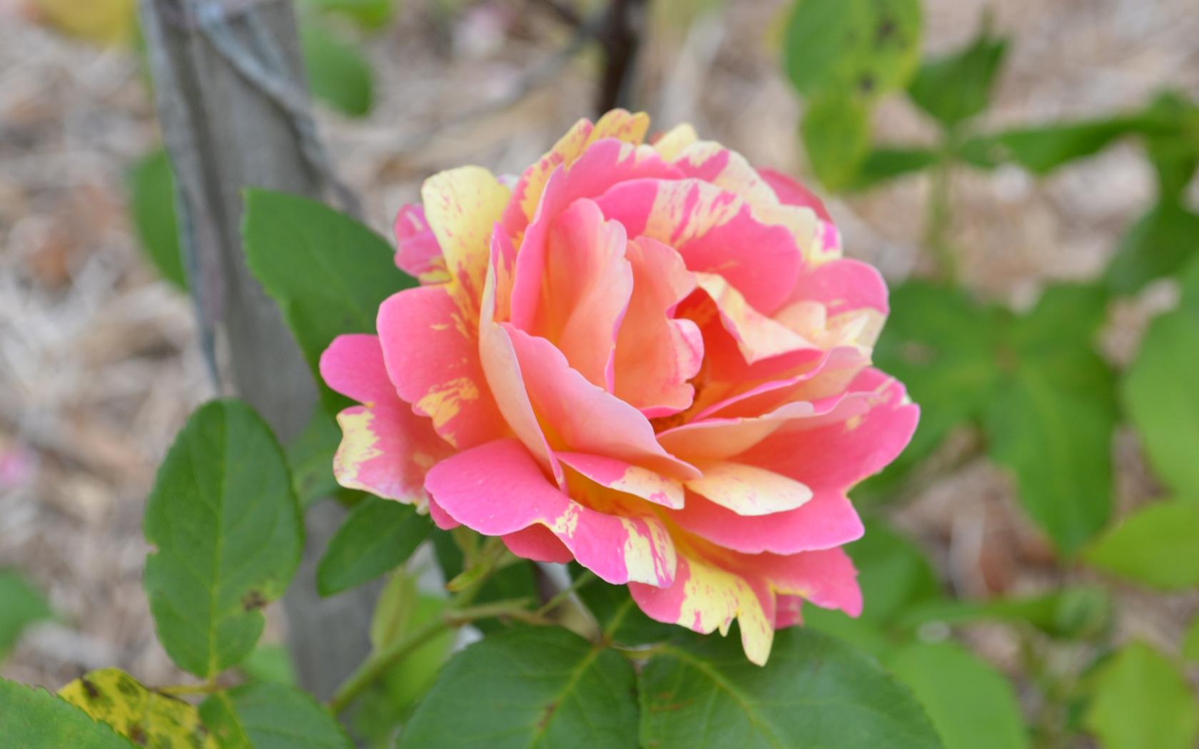 Pink and Yellow Varigated Rose in Gippsland 8:5