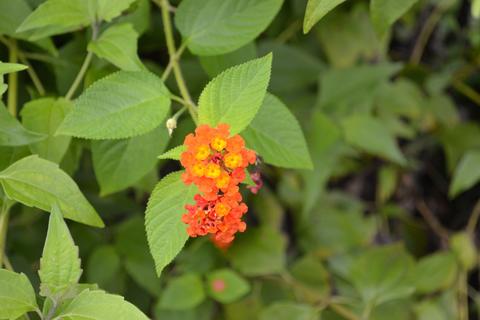 Small Flowers on Canigao Island, Leyte, Philippines 3:2