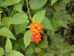 Small Flowers on Canigao Island, Leyte, Philippines 4:3