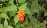 Small Flowers on Canigao Island, Leyte, Philippines 5:3