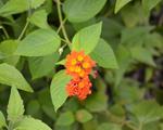 Small Flowers on Canigao Island, Leyte, Philippines 5:4