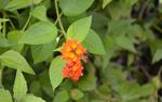 Small Flowers on Canigao Island, Leyte, Philippines 8:5