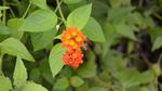 Small Flowers on Canigao Island, Leyte, Philippines 16:9