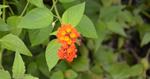 Small Flowers on Canigao Island, Leyte, Philippines 17:9