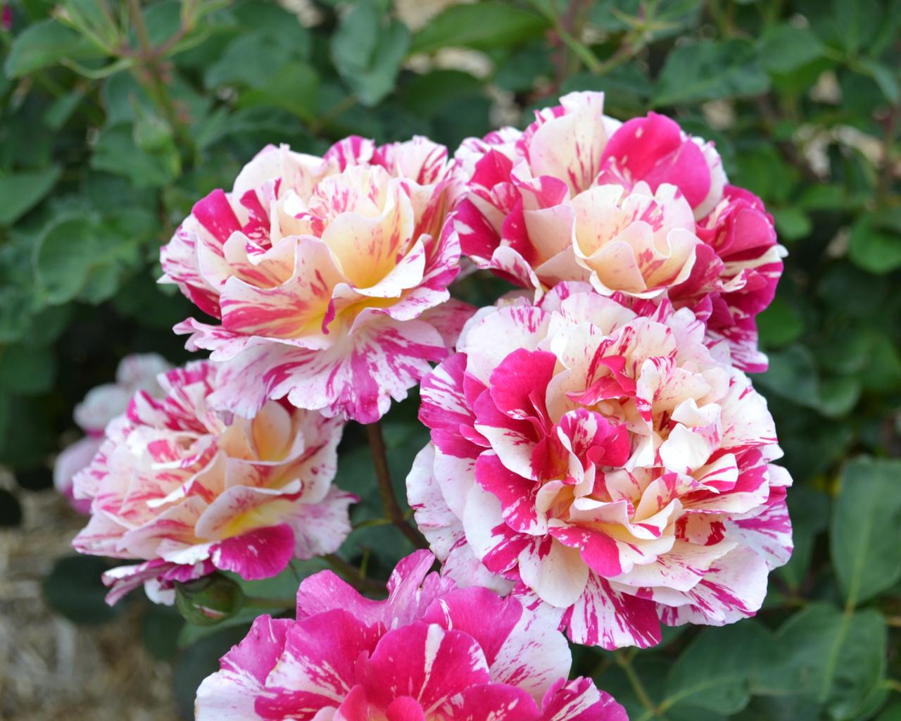 Varigated White and Pink Roses in Gippsland 5:4