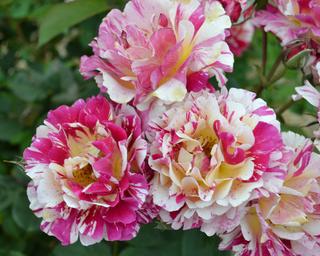 Varigated White and Pink Roses in Gippsland 5:4