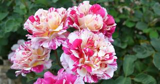 Varigated White and Pink Roses in Gippsland 17:9