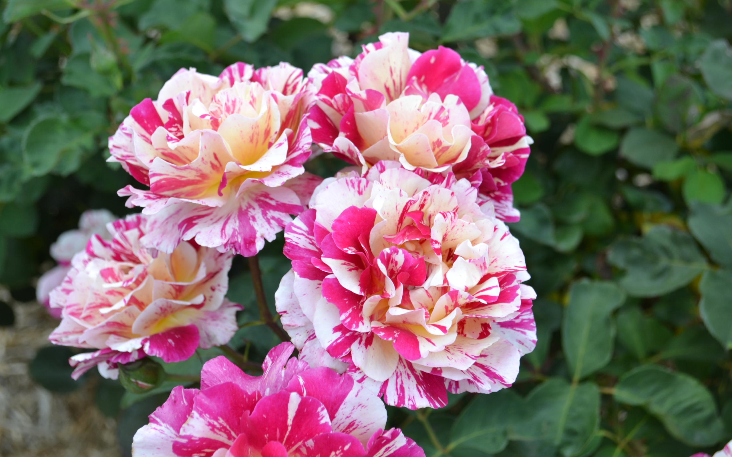 Varigated White and Pink Roses in Gippsland 8:5