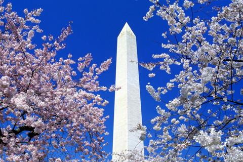 Floral Blooms Surround the Washington Monument, Washington 3:2