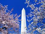 Floral Blooms Surround the Washington Monument, Washington 4:3