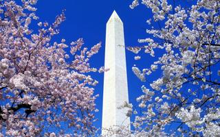 Floral Blooms Surround the Washington Monument, Washington 8:5