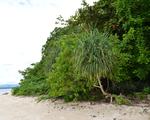 Canigao Island Foreshore, Leyte, Philippines 5:4