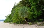 Canigao Island Foreshore, Leyte, Philippines 8:5