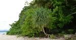 Canigao Island Foreshore, Leyte, Philippines 17:9