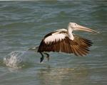 Pelican At Take-Off, With All Systems Go 5:4