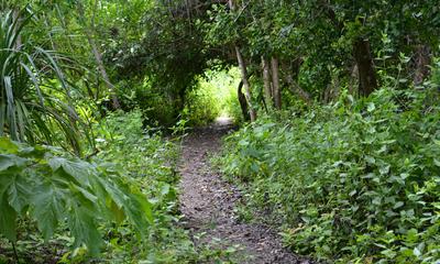 Track Through Thicket On Canigao Island, Leyte, Philippines 5:3