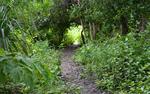 Track Through Thicket On Canigao Island, Leyte, Philippines 8:5