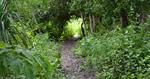 Track Through Thicket On Canigao Island, Leyte, Philippines 17:9