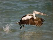 Pelican At Take-Off, With All Systems Go 4:3