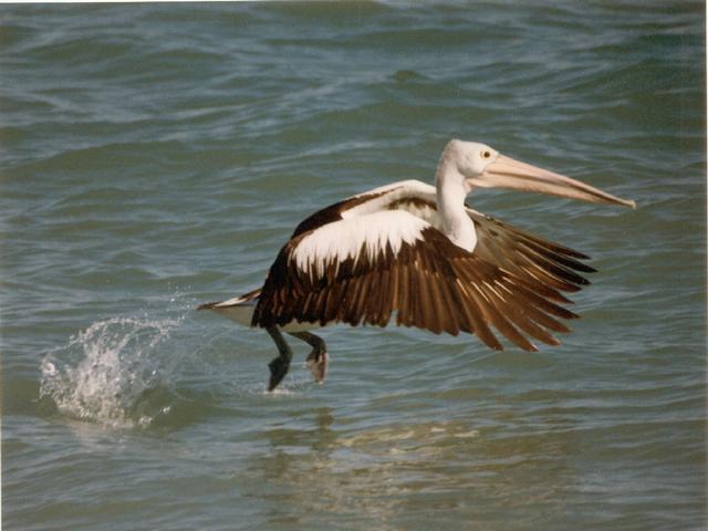 Pelican At Take-Off, With All Systems Go 4:3