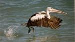 Pelican At Take-Off, With All Systems Go 16:9