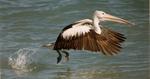 Pelican At Take-Off, With All Systems Go 17:9